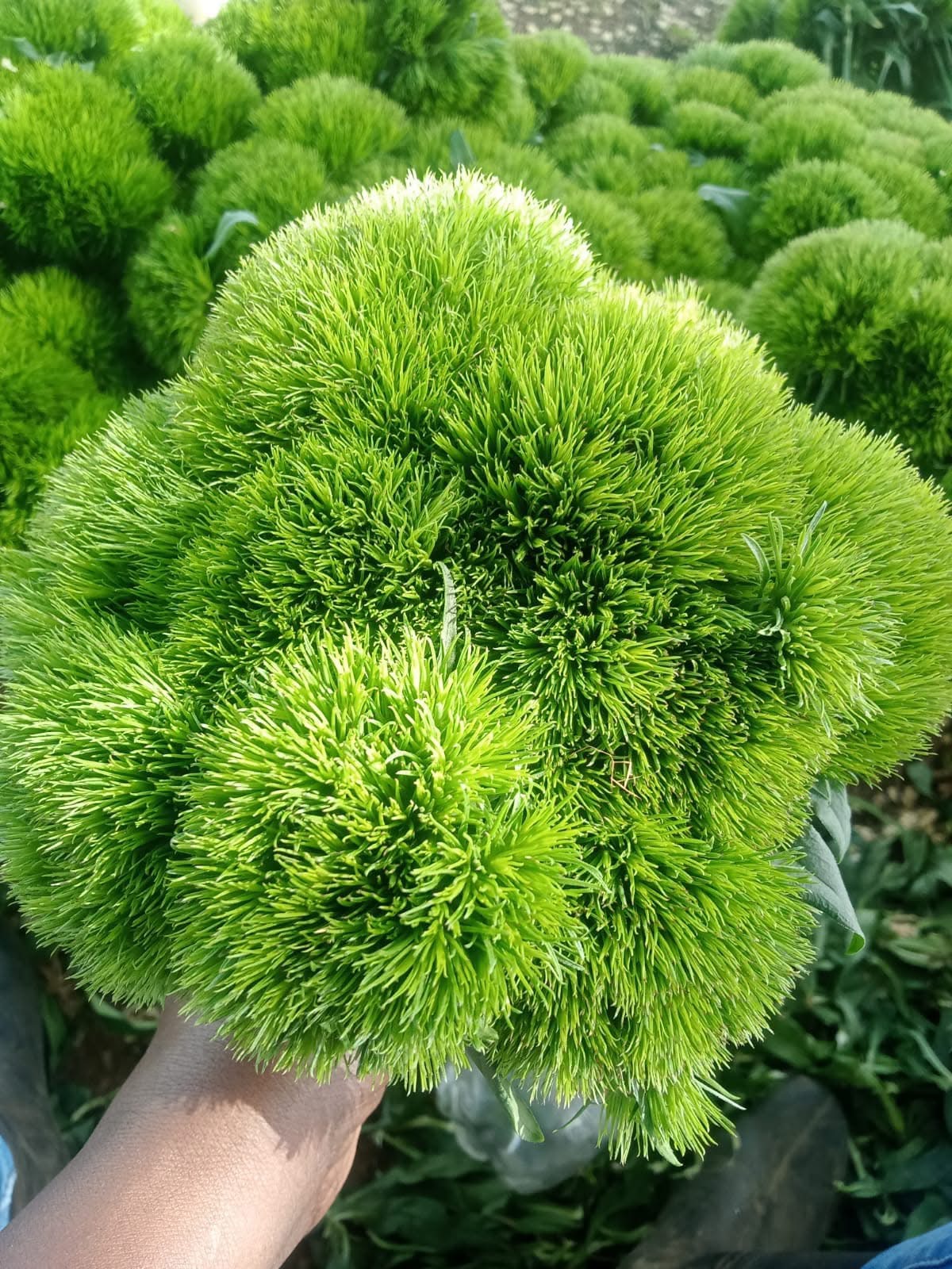 Dianthus kiwi mellow
