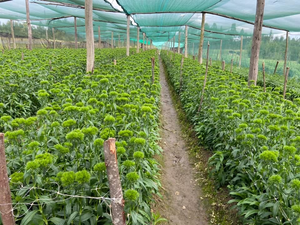 Dianthus kiwi mellow