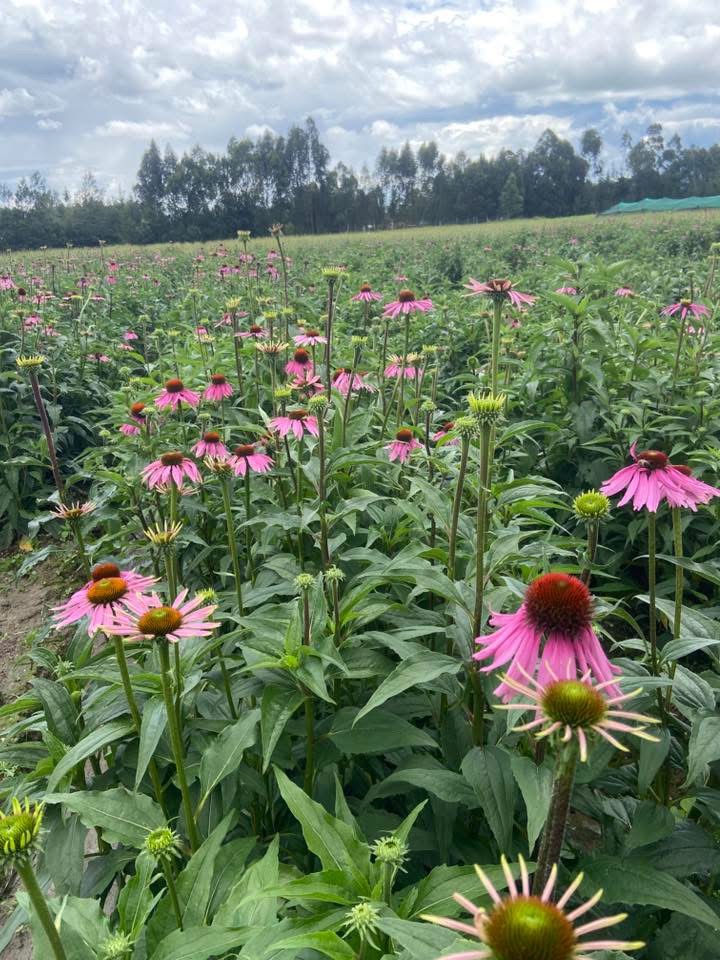 Rudbeckia (coneflower)