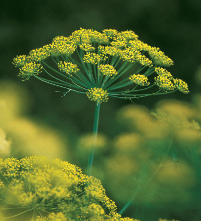 Dill (Anethum)