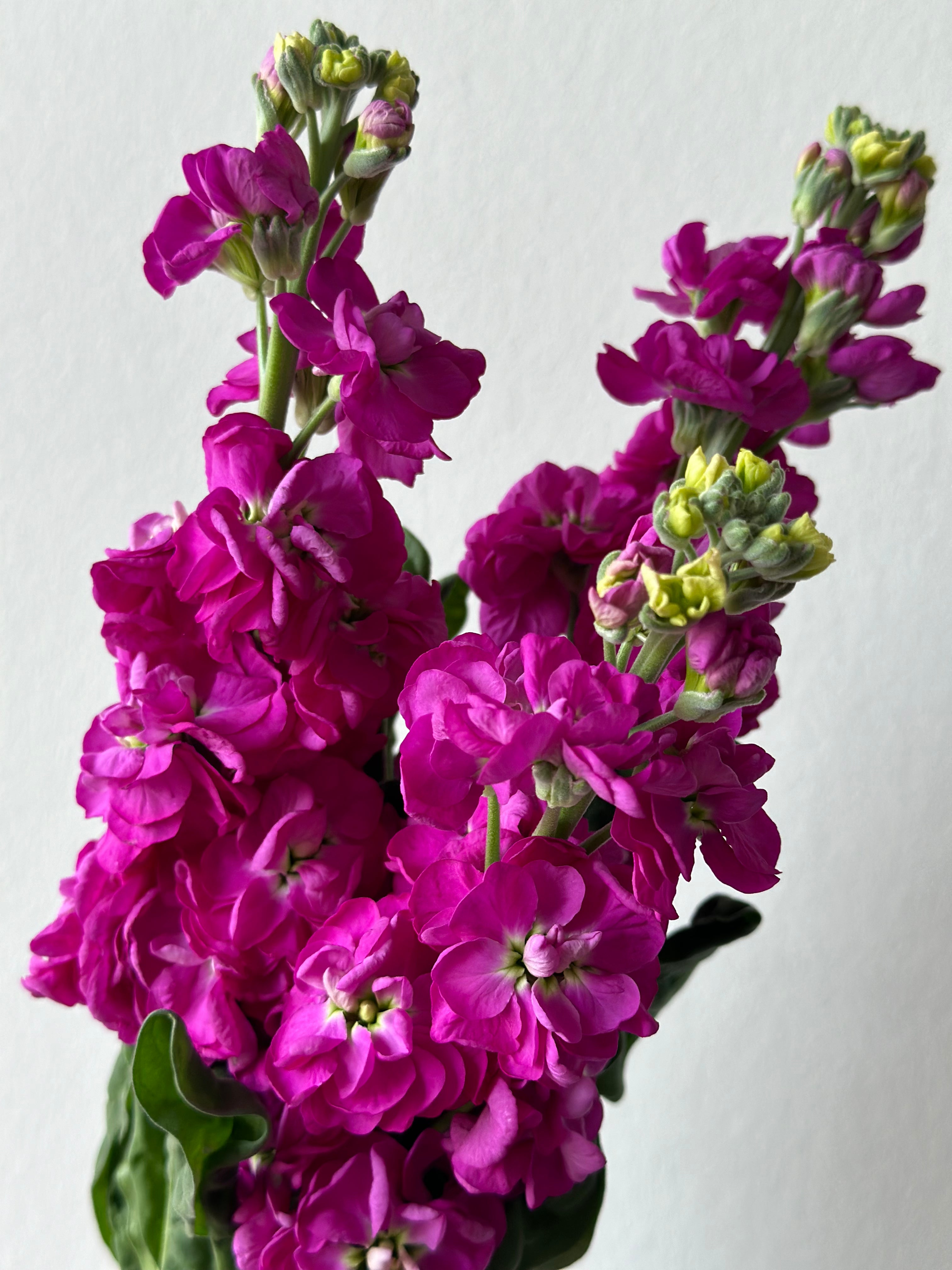 Matthiola (deep rose)