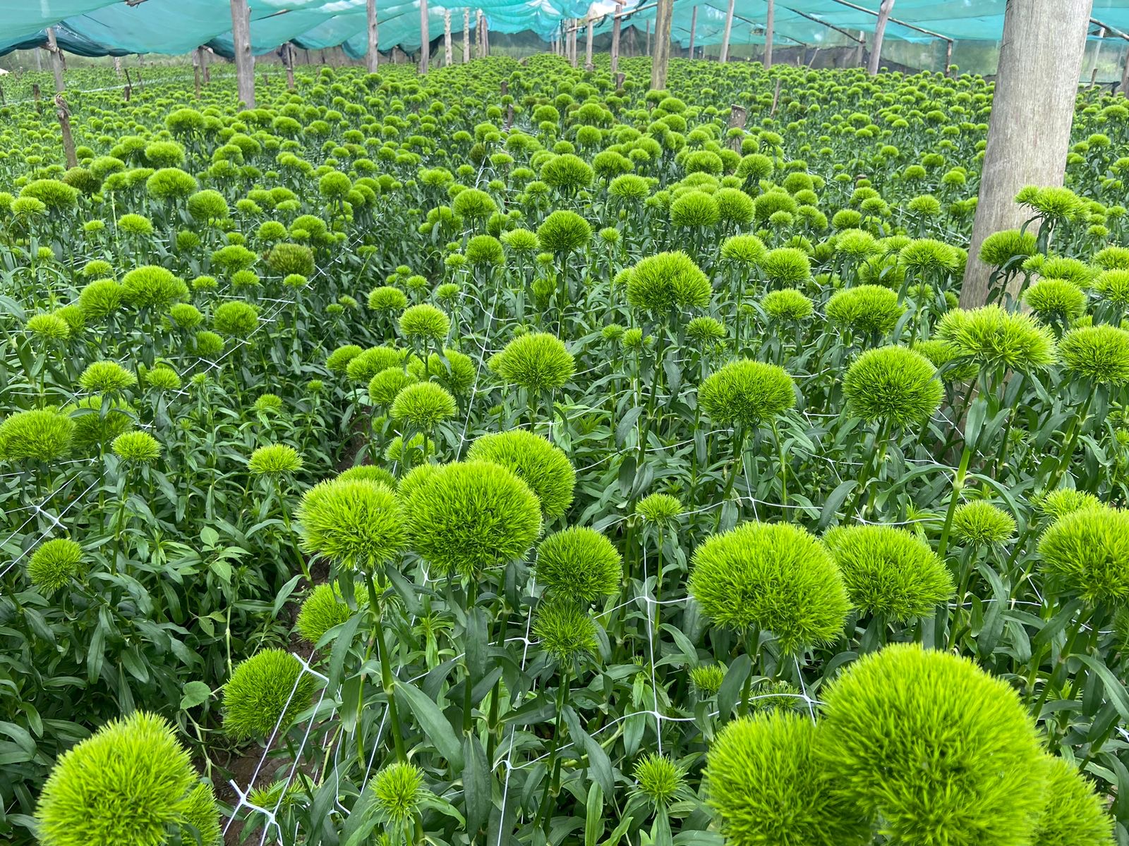 Dianthus kiwi mellow